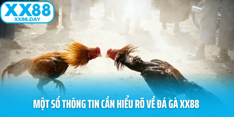Một số thông tin cần hiểu rõ về đá gà XX88